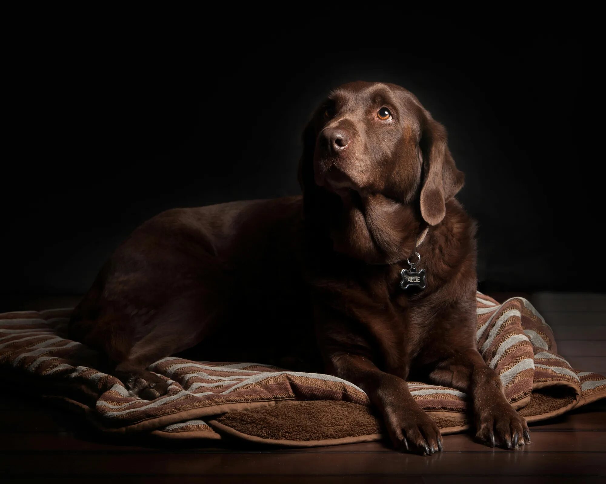Photo d’un chien labrador chocolat allongé sur un coussin, illustrant Polytrans, animalerie en ligne spécialisée dans les accessoires et produits pour animaux.
