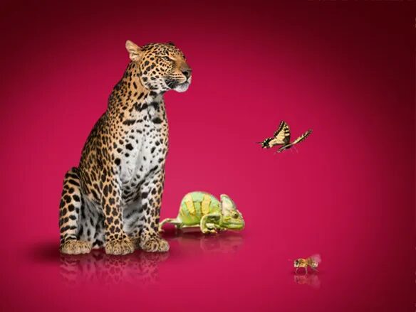 Animal visual with leopard, chameleon and butterfly for C6